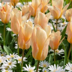 Tulipe Für Elise (x8)